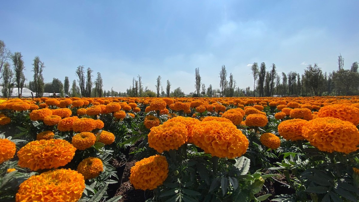 Ruta agroturística Flores del Mictlán. | Sedema vía Twitter