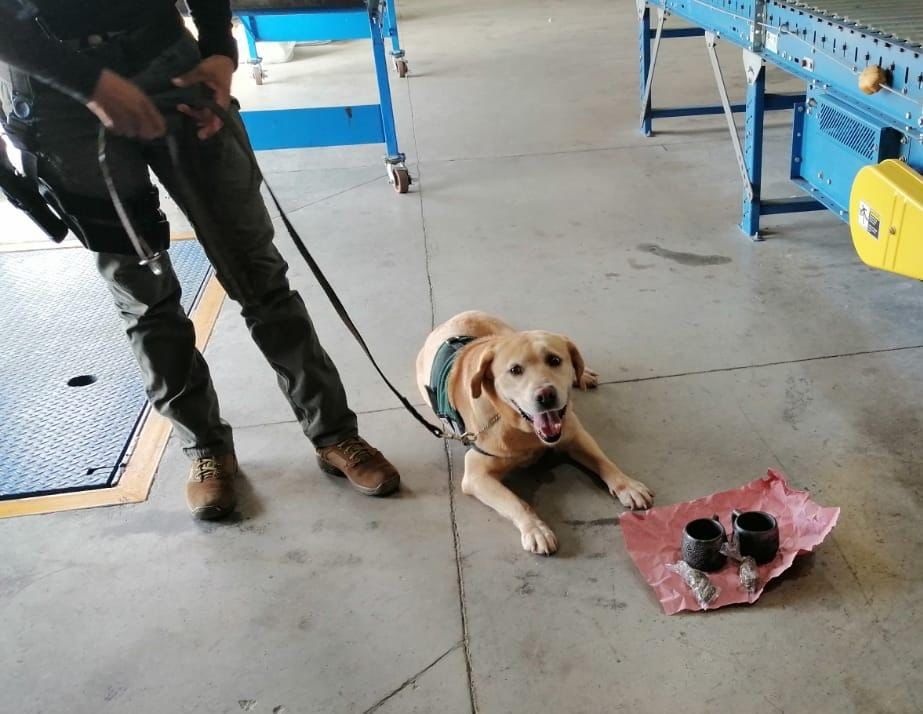 El binomio canino detectó la droga en los centros de paquetería. (Especial)