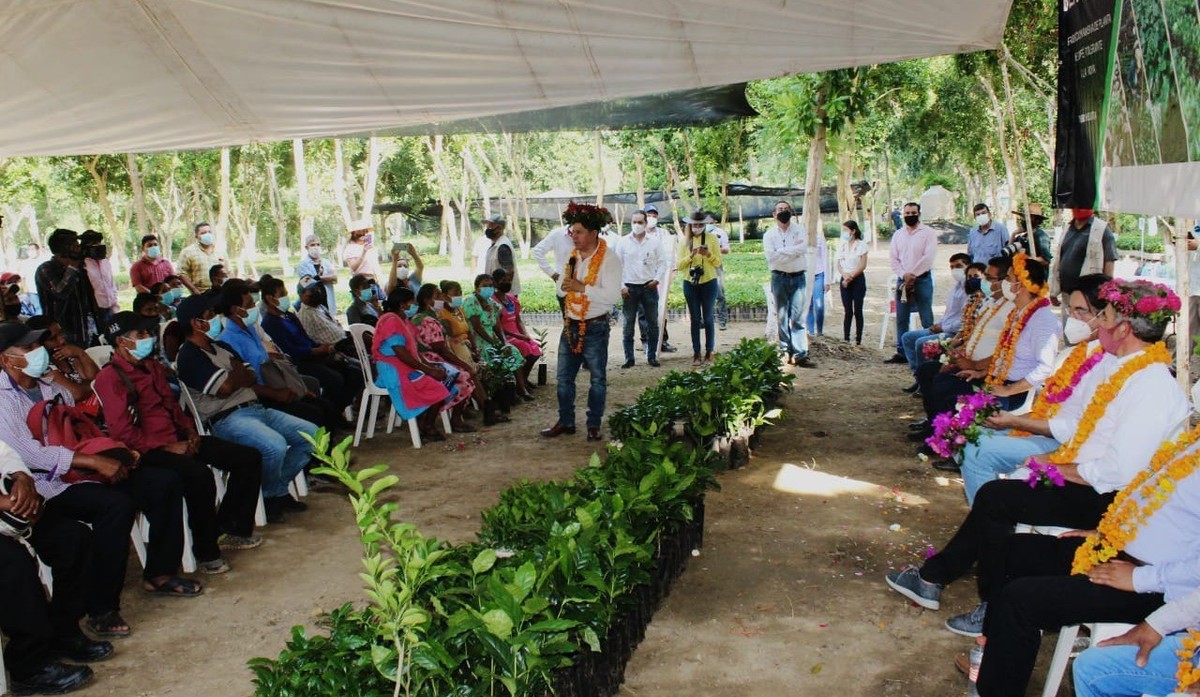 Entrega de plantas de café en Huejutla. (Cortesía)