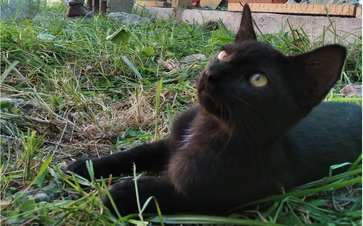 Gatos, gatos negros. (Cortesía La Casa del Michi)