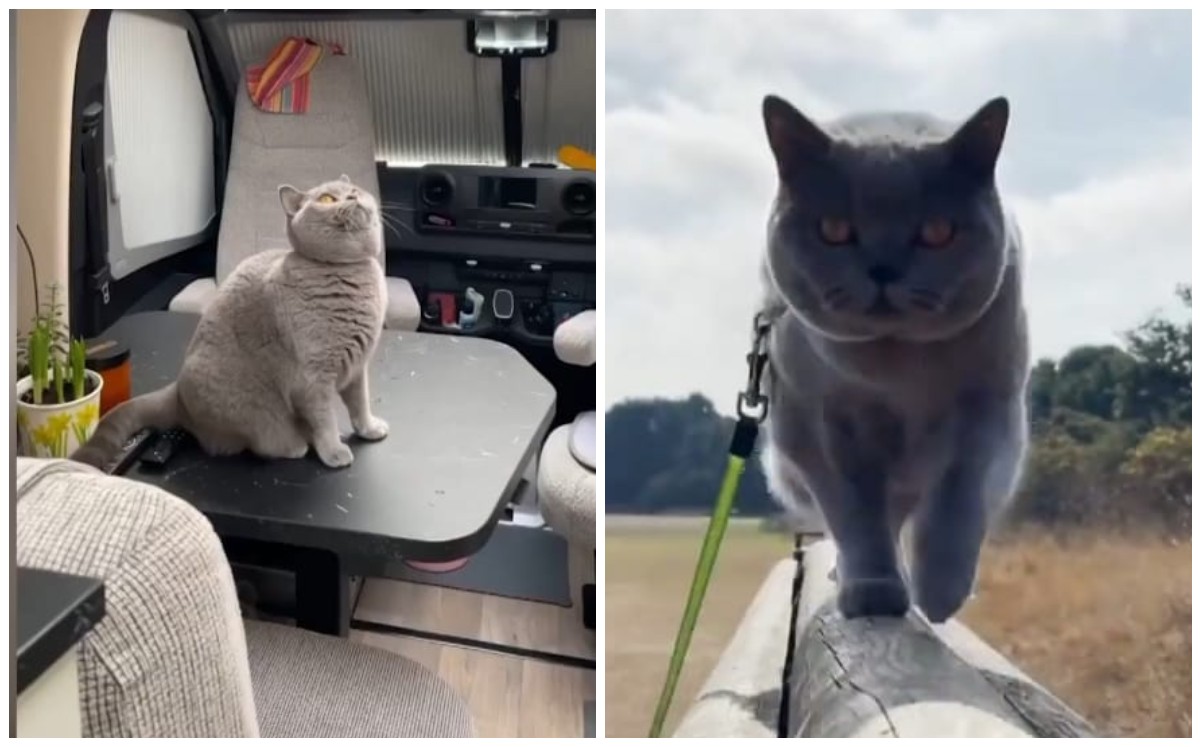 Mujer se va de viaje con su gato (Captura)