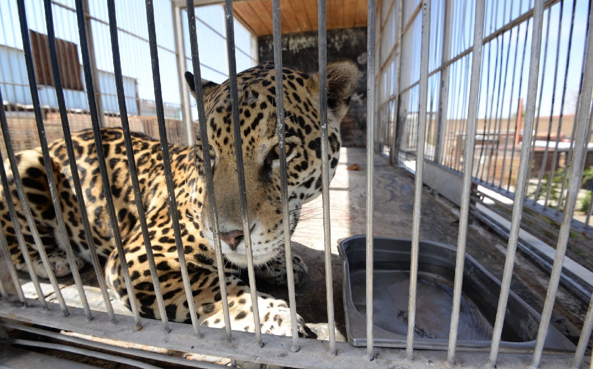 Tras la reforma, muchas organizaciones civiles rescataron a los animales. (Cuartoscuro)