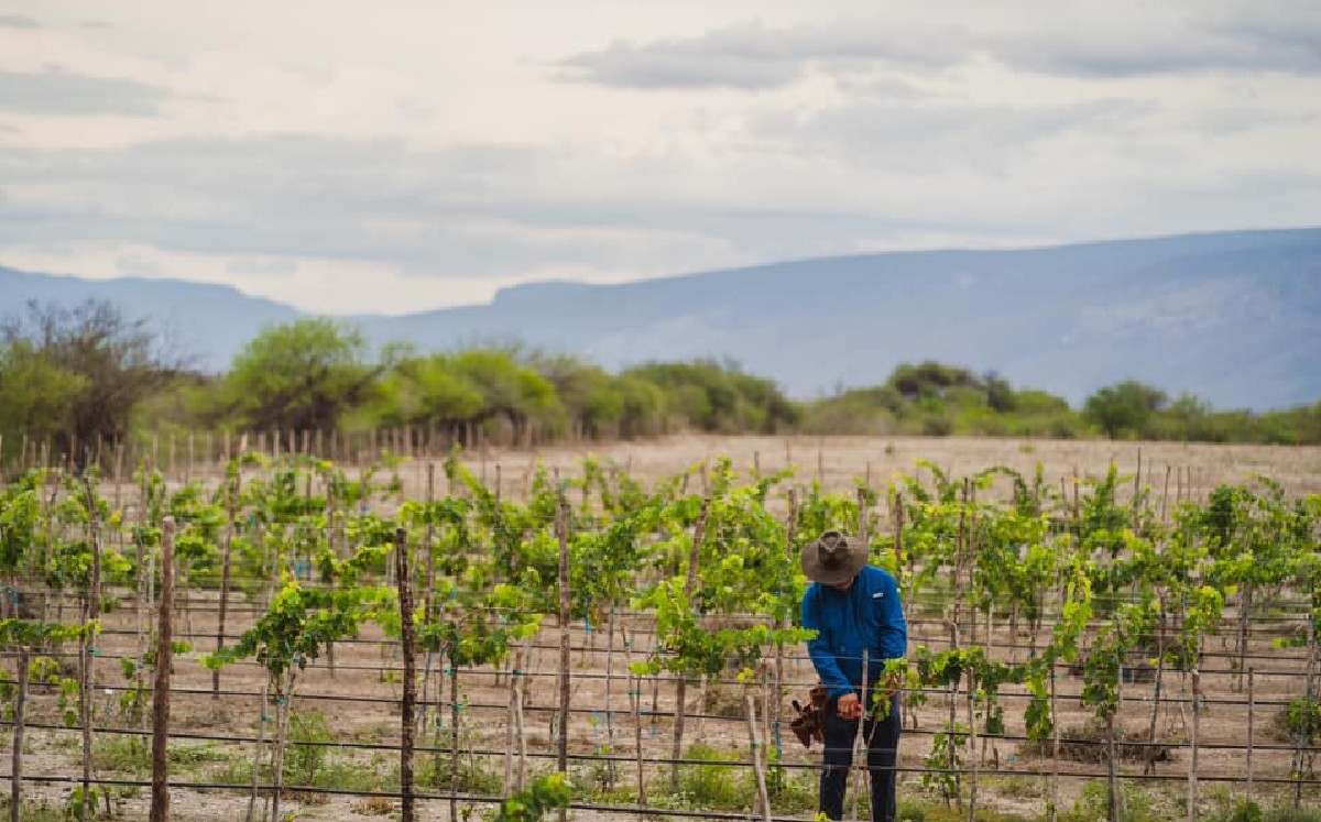 Viñedo en Tamaulipas (Viñedo Monterredondo)
