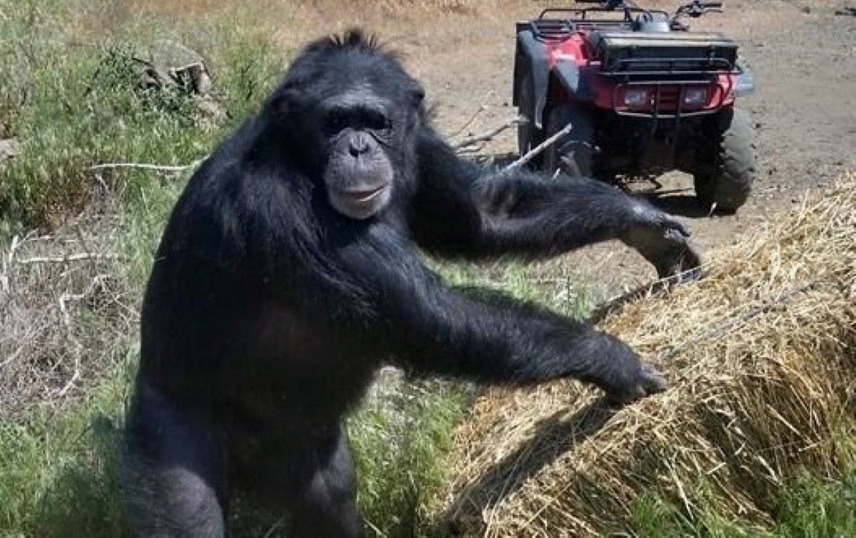 El chimpancé Buck era famoso en Oregon, ya que solía acompañar a su dueña a hacer compras. | Facebook Buck Brogoitti Animal Rescue INC