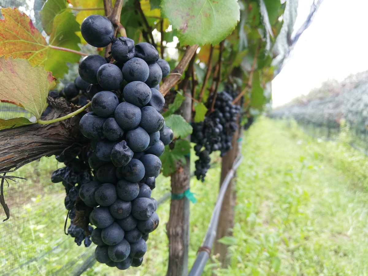Guanajuato es cuarto lugar nacional en producción de vino. Foto: Dany Béjar.