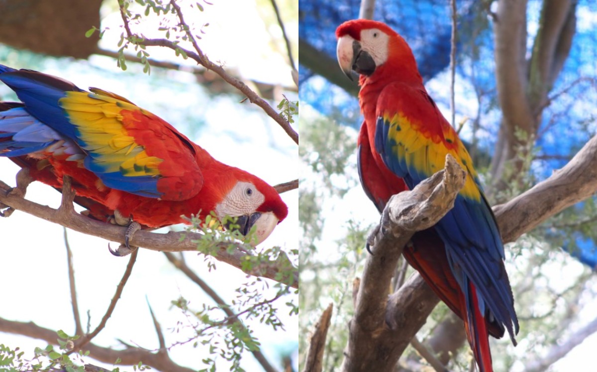 Las diez guacamayas llegaron a Hermosillo el 28 de septiembre, procedentes de Quintana Roo. | Especial