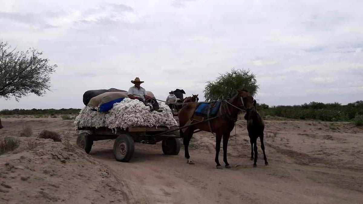 Pizca de algodón. (Especial)