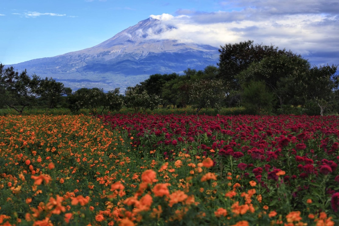 Vista del volcán Popocatépetl, al frente un campo de terciopelo y otro de cempasúchil | Andrés Lobato