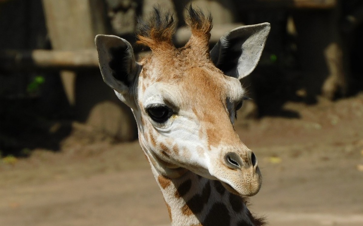 La jirafita macho es hermano de 'Valentino', quien ya tiene un año ocho meses de nacido. (Sedema)