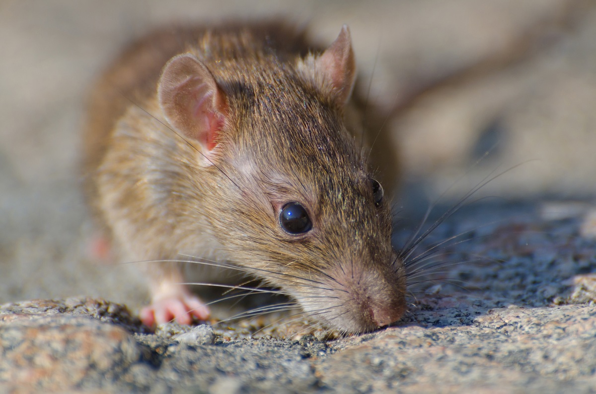 La bacteria transmitida por las ratas ocasiona insuficiencia renal y hepática aguda. (Freepik)