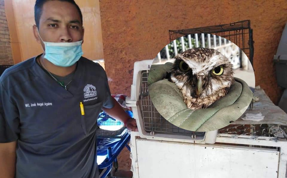 Bomberos de Torreón lograron rescatar a un ave que estaba atorado en una tubería. (Especial)