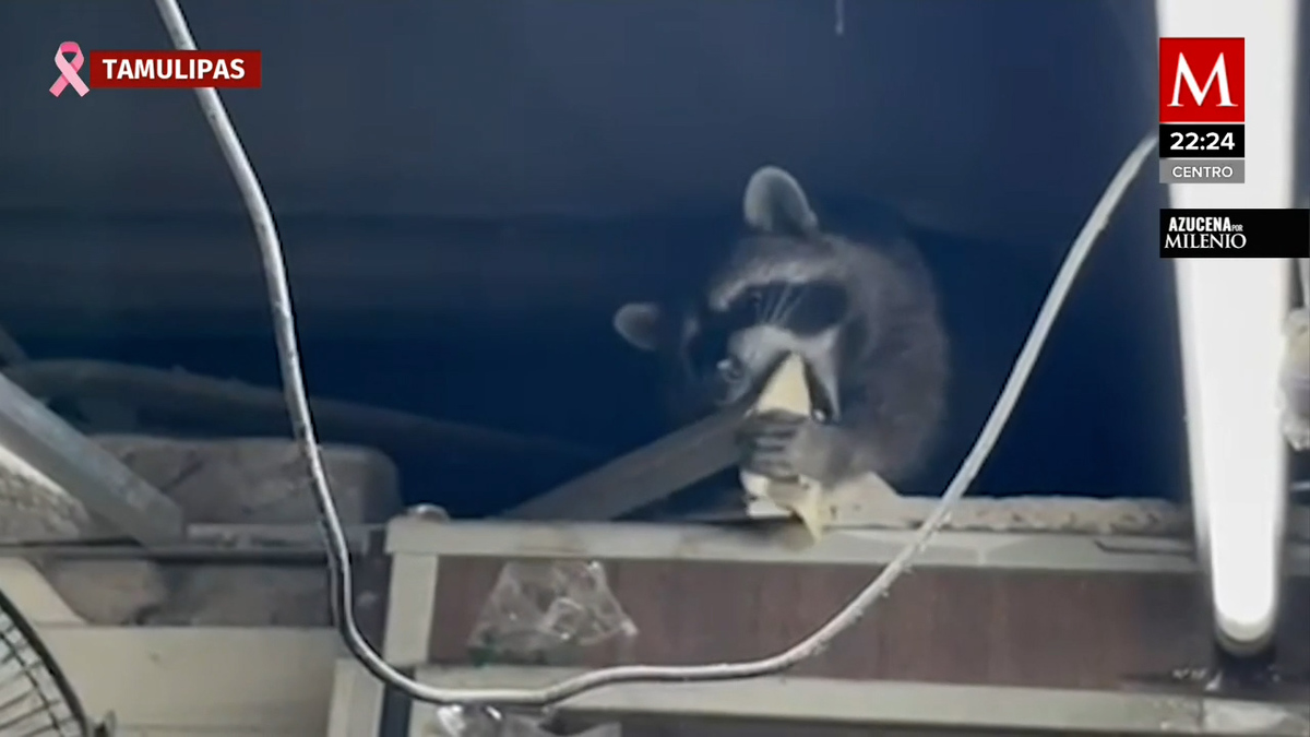 Graban animales como mapaches y ratas en Hospital del ISSSTE