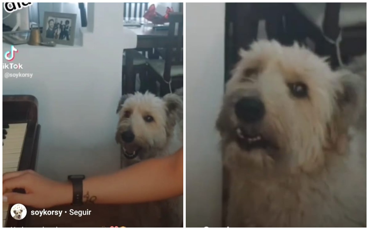 Perito cantante se hace viral (Captura)