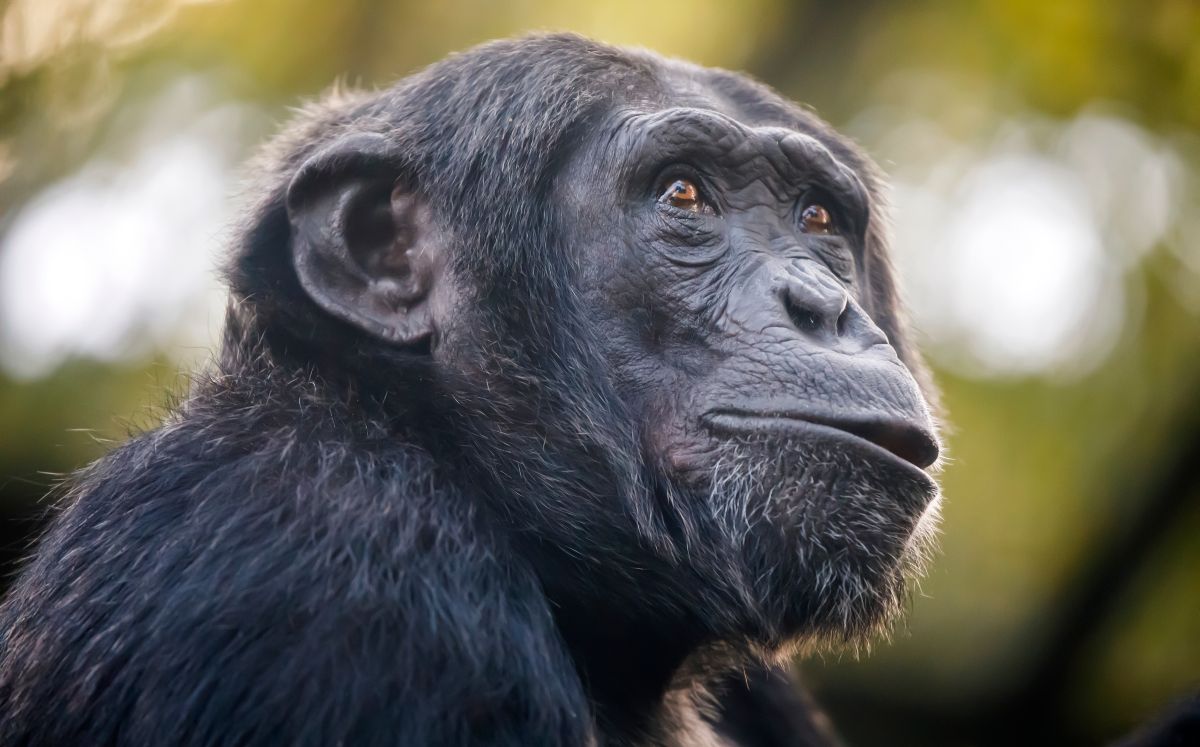Detectan lepra en chimpancés por primera vez (Shutterstock).