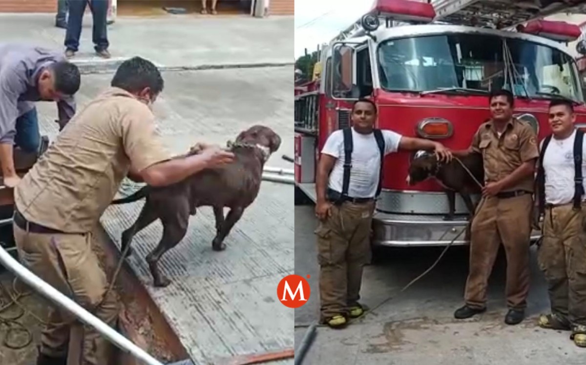 Bomberos rescatan a perro de cocodrilos en Tampico: estaba en drenaje