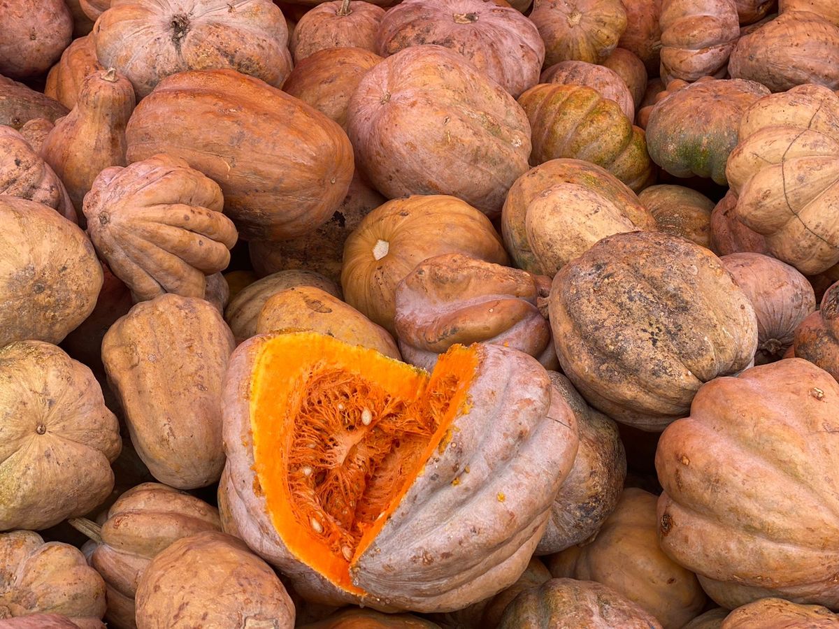 Hay distintos tipos de calabazas, pero todas son típicas de esta temporada. (César García)