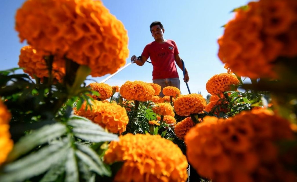 El festival de la flor de cempasúchil estará vigente del 22 al 31 de octubre. | Especial