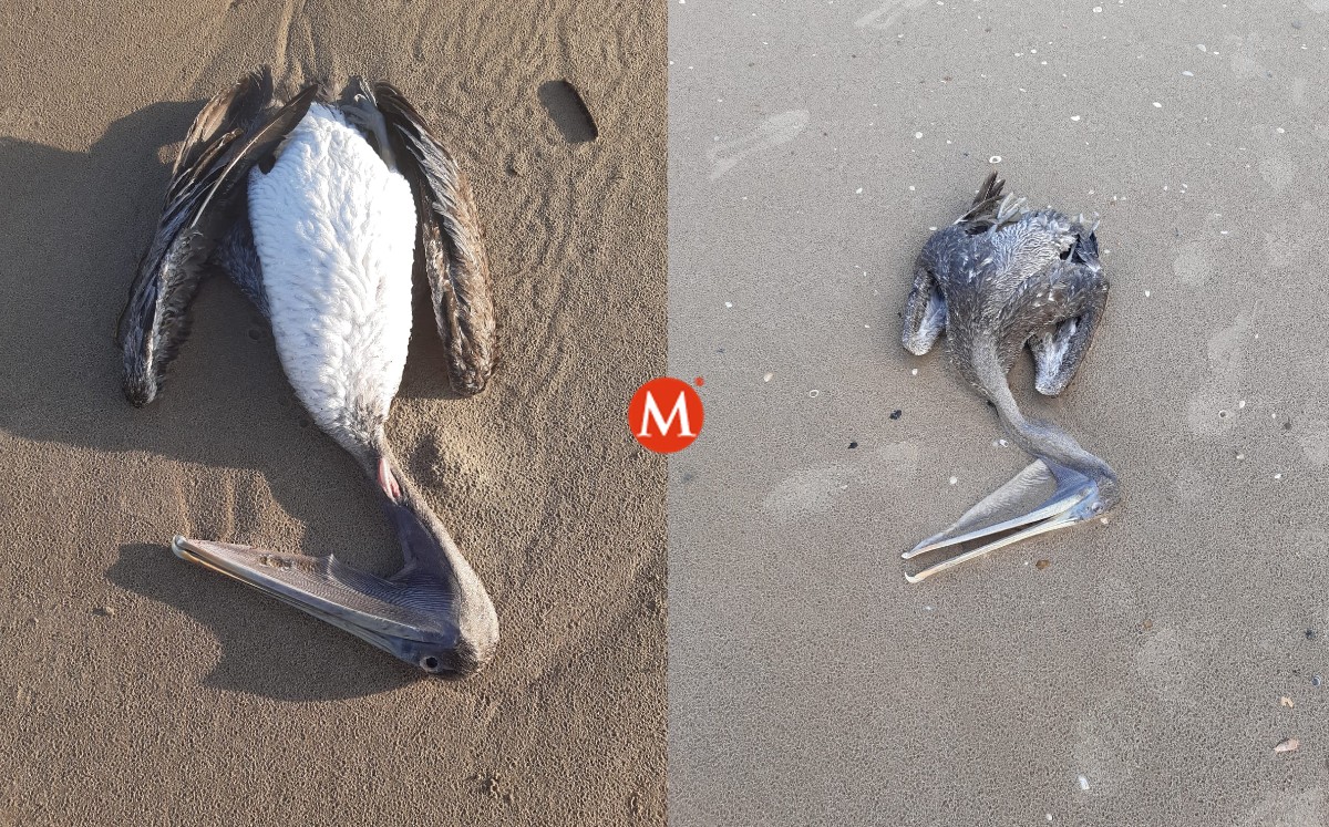 Pelícanos sin vida en Playa Miramar son encontrados por corredores