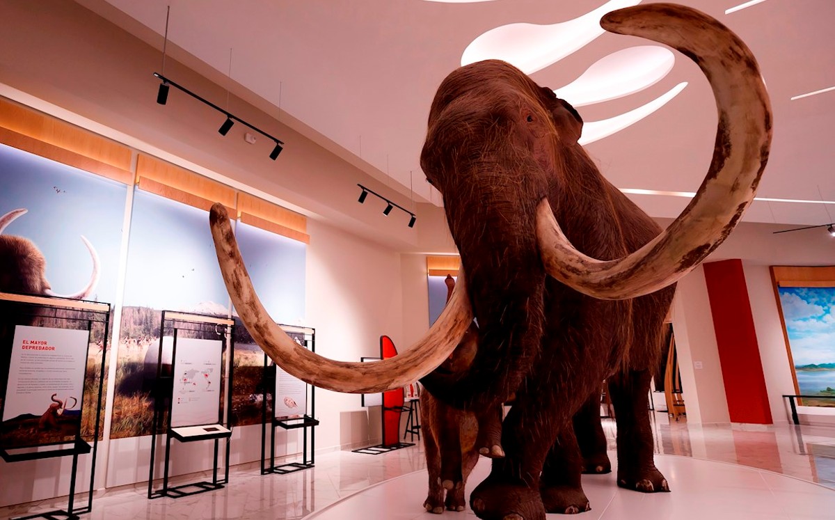Reconstrucción con base en los restos óseos de un mamut. (EFE)