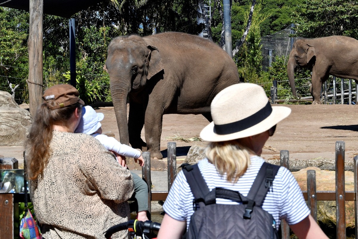 Un elefante mata a un presunto cazador furtivo en Sudafrica (AFP)