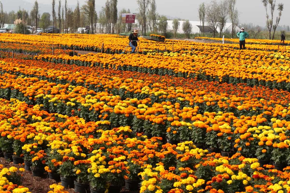 Las flores de Cempasúchil listas para ser vendidas como ornamentales en la Ciudad de México (Octavio Hoyos)