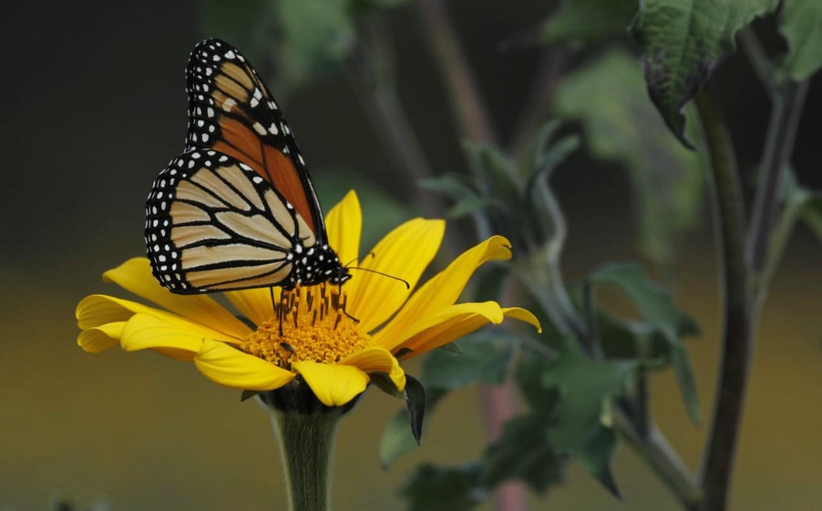Mariposa monarca