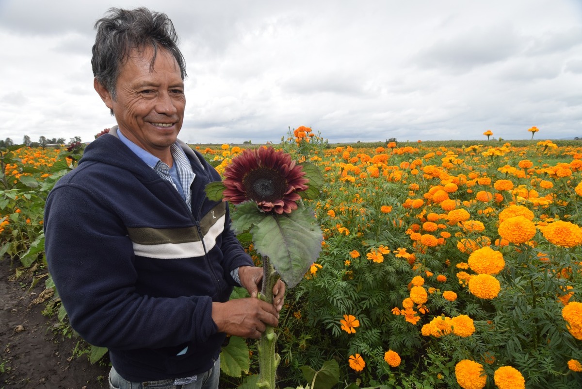 Comienza la venta de cempasúchil y flores para Día de Muertos. (Francisco Villeda)