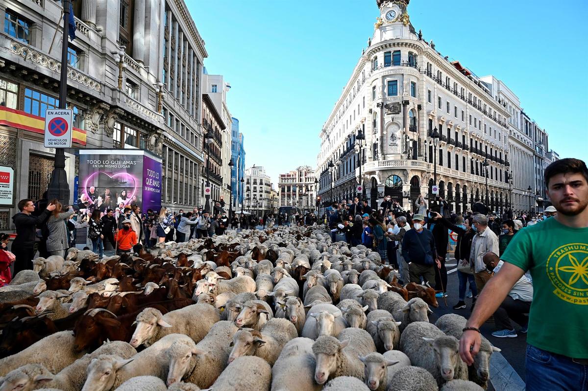 Las ovejas se apoderaron de las calles de Madrid, España, tras la trashumancia. (EFE)