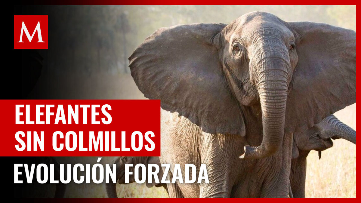 Caza furtiva de marfil provoca evolución de elefantes sin colmillos