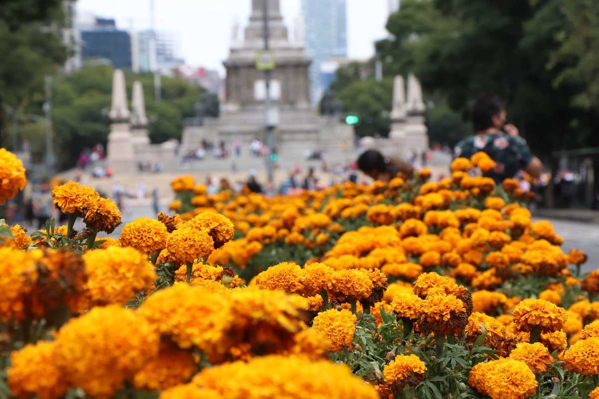 Las flores de cempasúchil se encuentran el Paseo de la Reforma | Especial