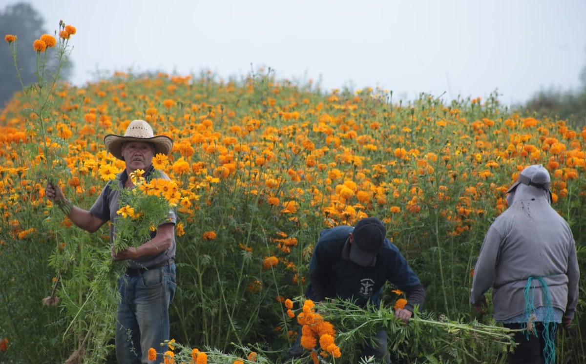 El semáforo en verde ilusiona a los agricultores. (Tania Contreras)