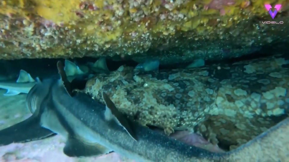 Mujer se encuentra con tiburones (Captura)