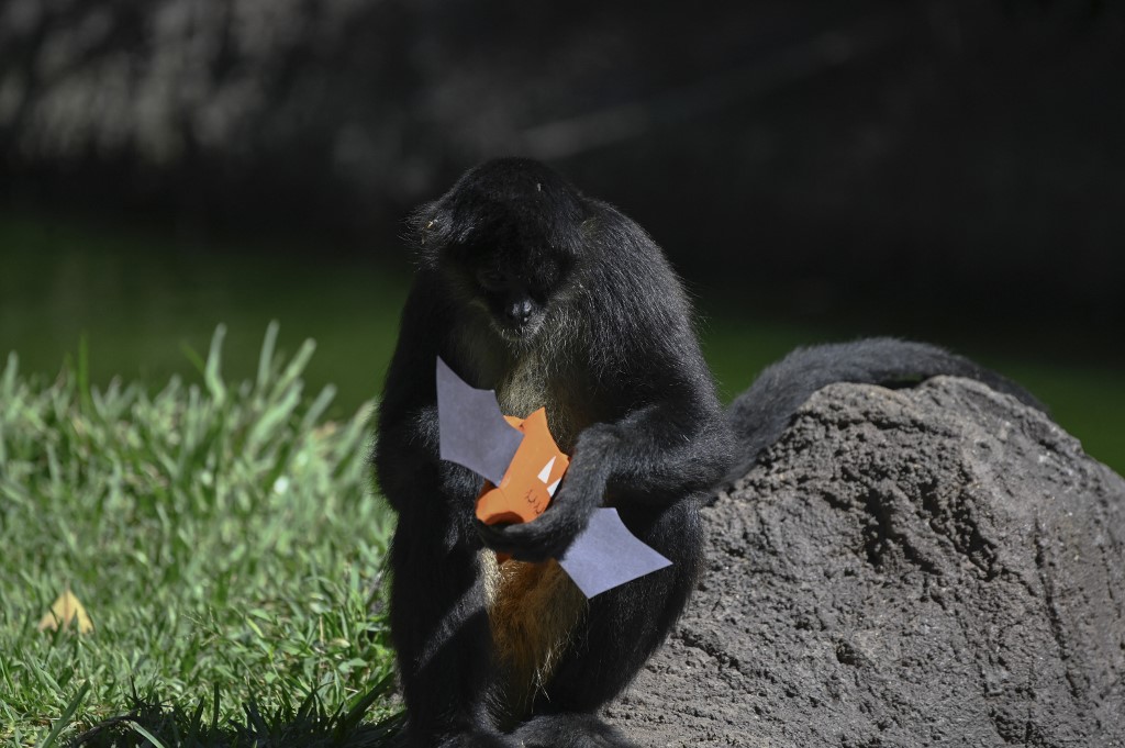 Los animales del Zoológico La Aurora recibieron regalos de Halloween. (AFP)