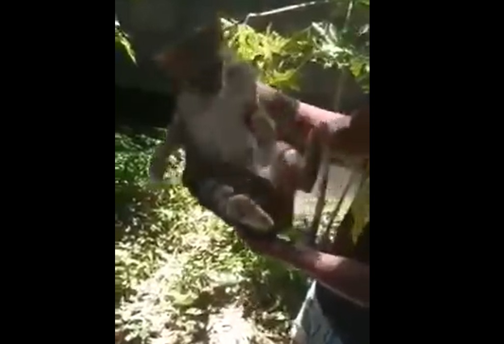 Los menores mecen a los gatos antes de arrojarlos. | Especial