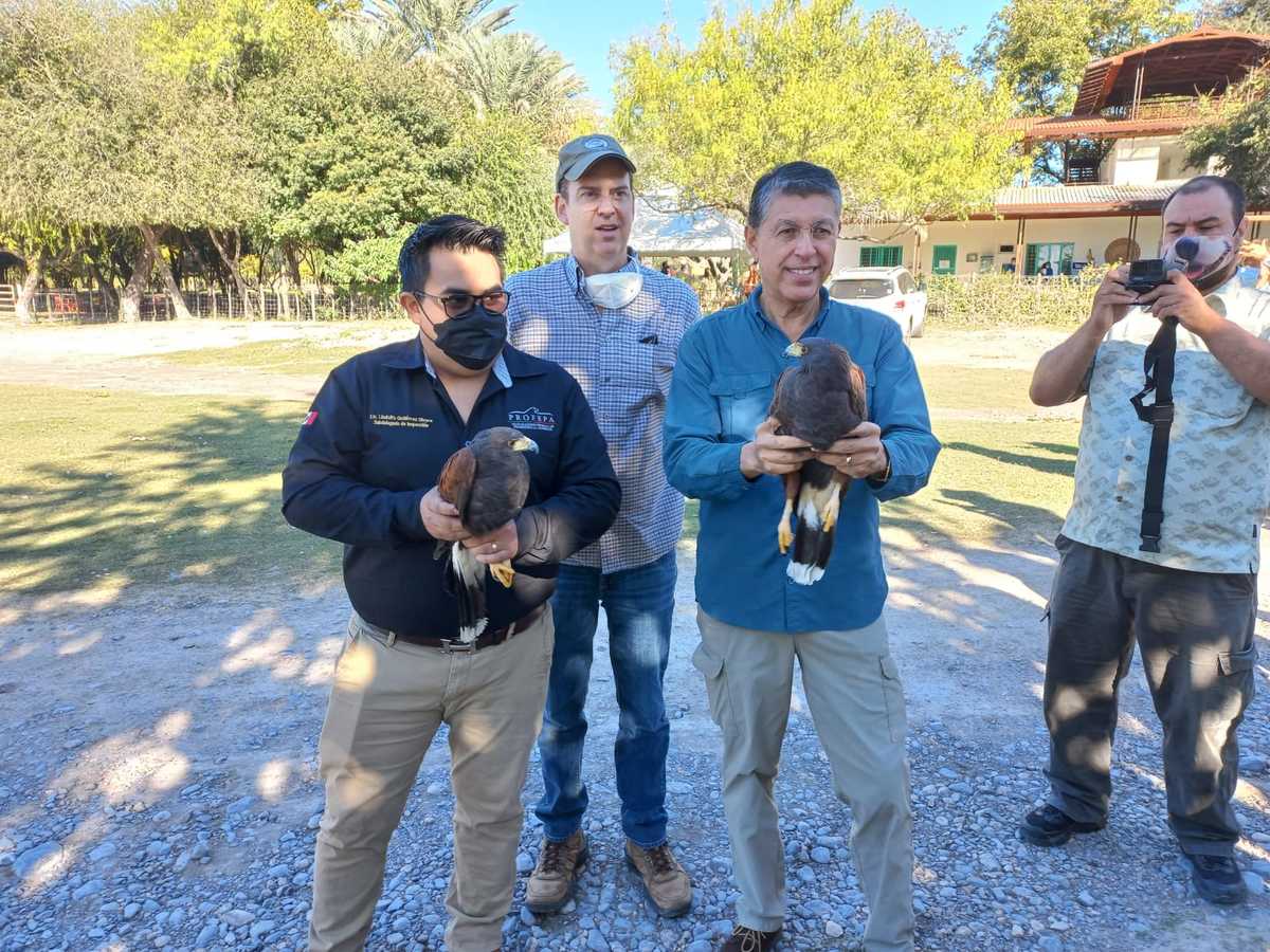 Previo a la instalación del Consejo, fueron liberadas cinco aves de rapiña, dos águilas Harris. Foto: Especial