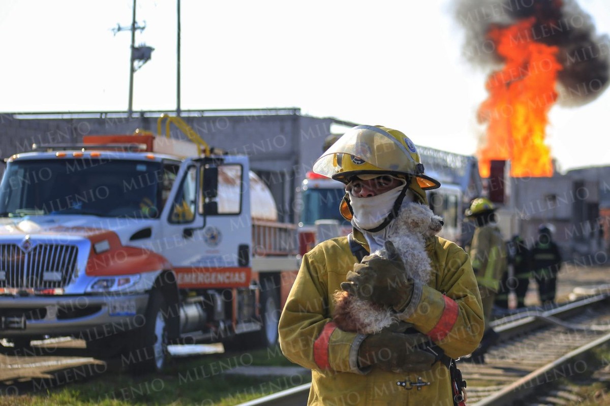 Bombero rescata a perrito tras encontrarse atrapado debajo de una piedra. | Andrés Lobato