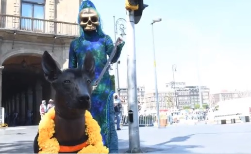 'Dante', perro xoloitzcuintle integrante de la Guardia Nacional | Twitter @GN_MEXICO_