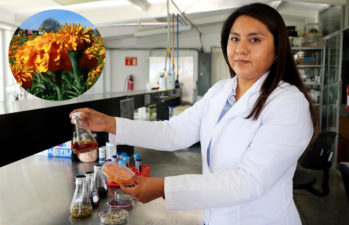 La flor de cempasuchil es usada contra el cáncer de colon | Especial