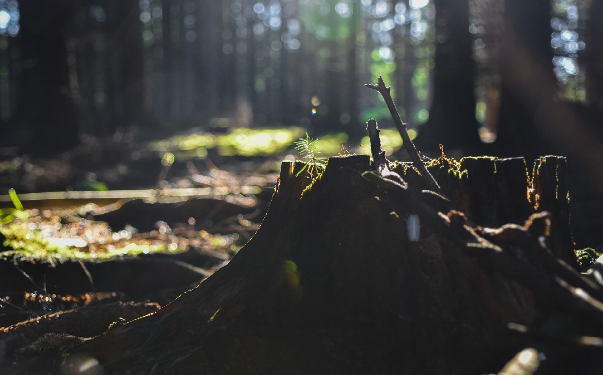 México se sumó a los compromisos para combatir la deforestación mundial. (Freepik)