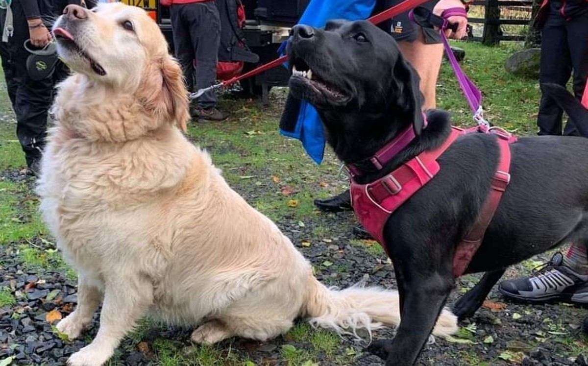 Perros salvan a hombre que colapsó en Inglaterra (Especial).