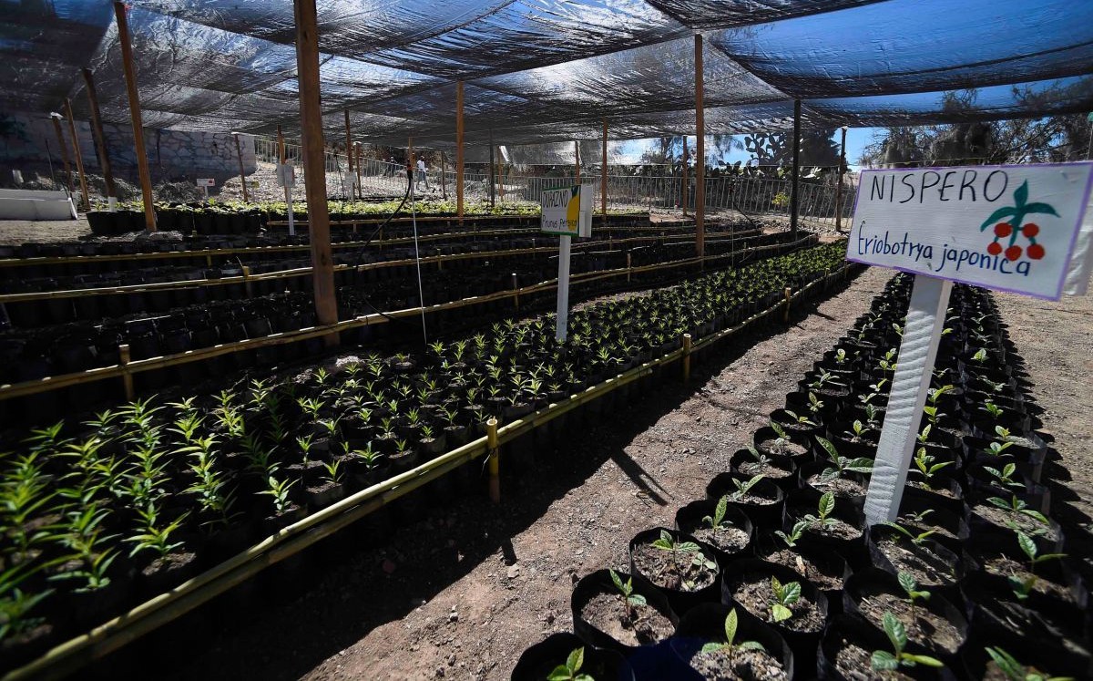 Durante 2019, en México se emitieron 736.63 millones de toneladas de dióxido de carbono equivalente (CO2 e). (cuartoscuro)