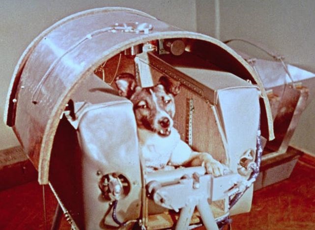 Perra Laika (NASA)