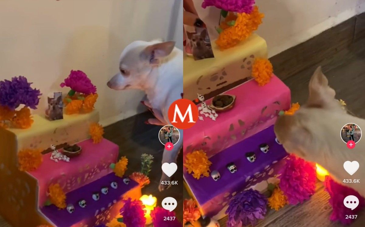 Perrito reacciona a altar de muertos con foto de su madre fallecida | VIDEO