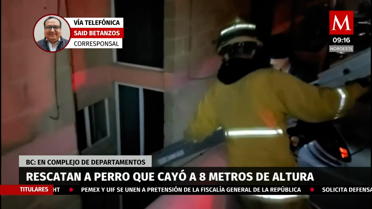 Rescatan a perro que cayó a 8 metros de altura