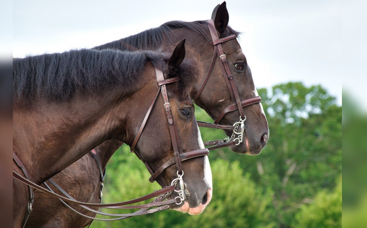 El parque natural de Australia podría quedar con una población de tres mil caballos. (Freepik)