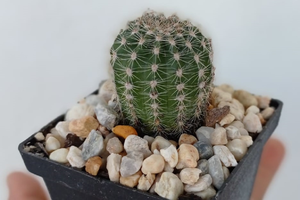 Estas plantas son ideales para climas desérticos como los de la región. (cortesía)