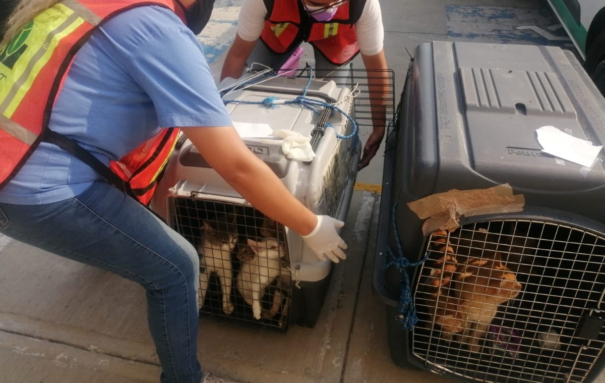 Los gatos fueron trasladados al Hospital Veterinario de CdMx.  | Especial