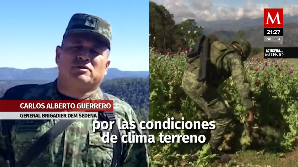 El Ejército y la Fuerza Aérea mantienen la destrucción de amapola