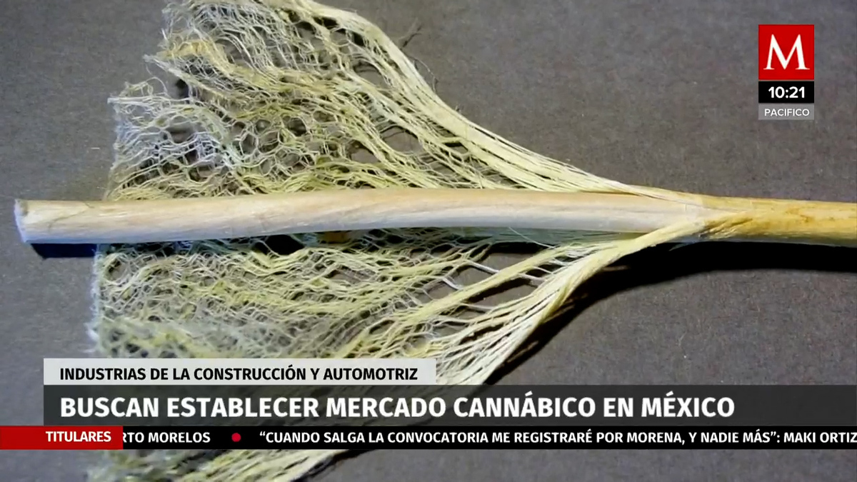 Empresarios buscan establecer mercado cannábico en México