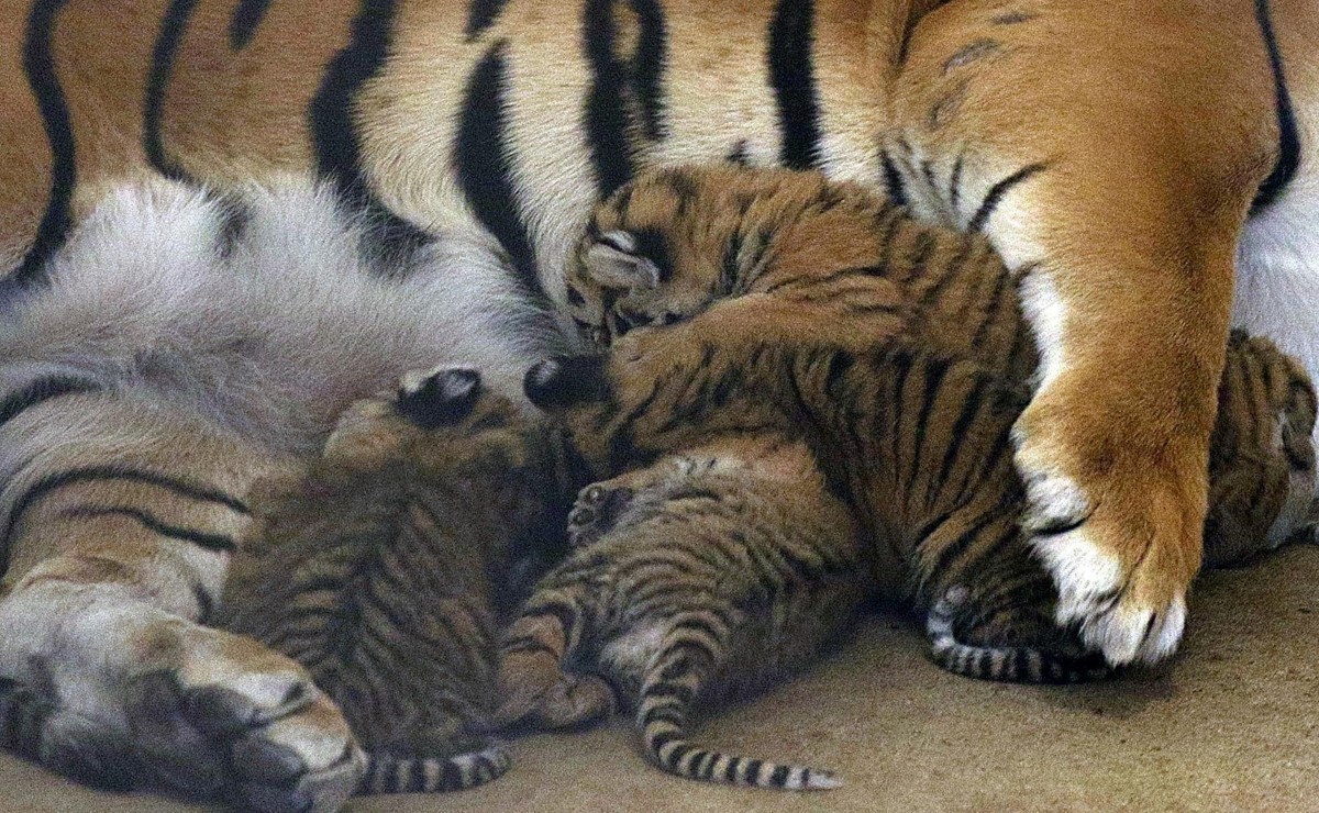 Los cuatro tigres nacieron el 10 de octubre. | EFE